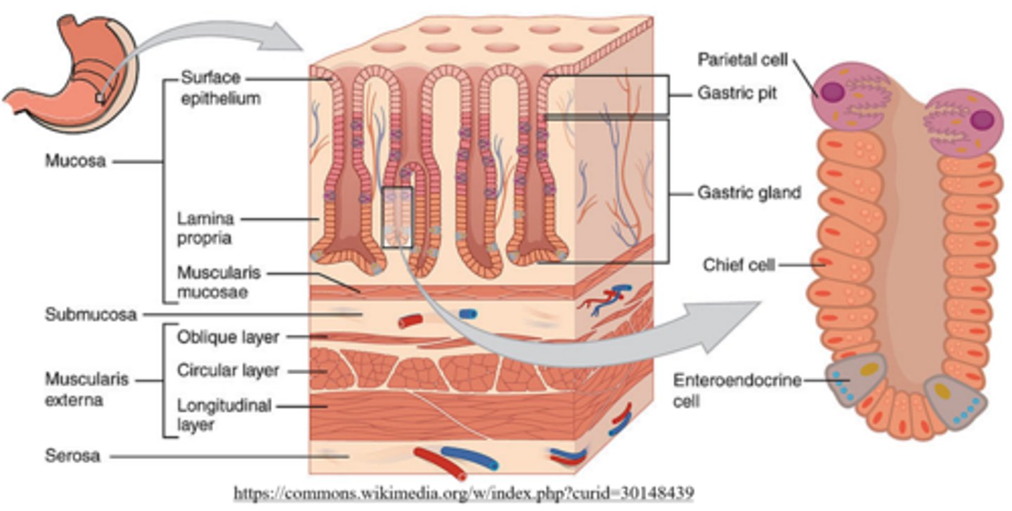 <p>gastric glands</p>