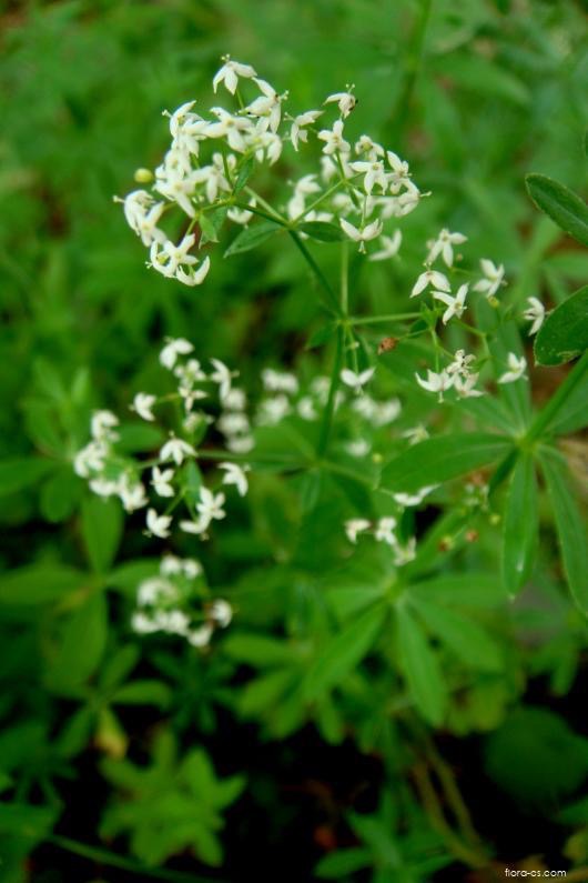 <p>Galium aparine - Rubiaceae</p>