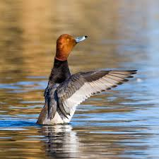 <p>Aythya americana</p>