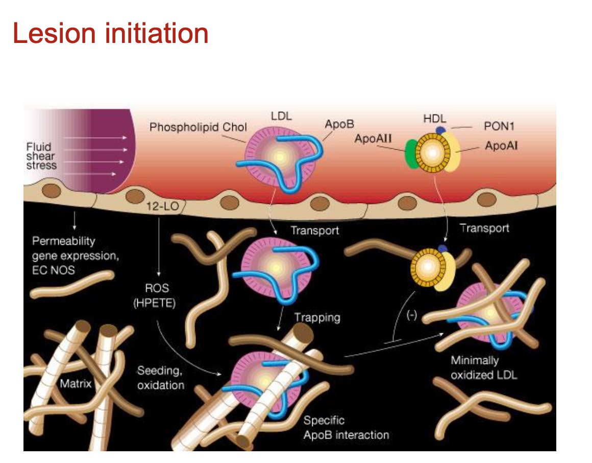 <p>Atherosclerosis begins with dysfunctional endothelium and retention of ApoB<sub>100</sub>-containing lipoproteins (VLDL, IDL, LDL) into the sub-intimal space</p><ul><li><p>several other apolipoproteins (e.g. apoE) have proteoglycan-binding domains and may also be retained in the vessel wall</p></li></ul><p></p>