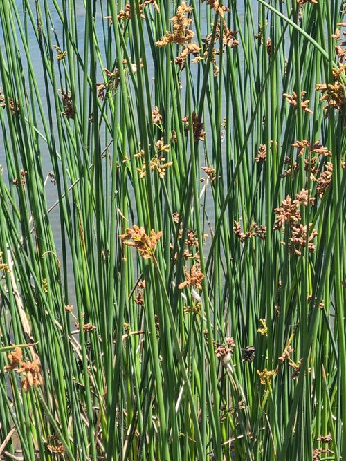 <p>spongy stem, infructescence droops to one side</p>