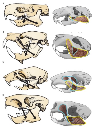 <p><em>Species</em> with morphology A</p>