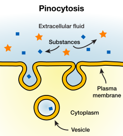 <ul><li><p>“cell drinking” - membrane pinches inward</p></li><li><p>Cell takes in smaller extracellular fluid and solutes into the cell (form of ENDOcytosis)</p></li></ul><p></p>