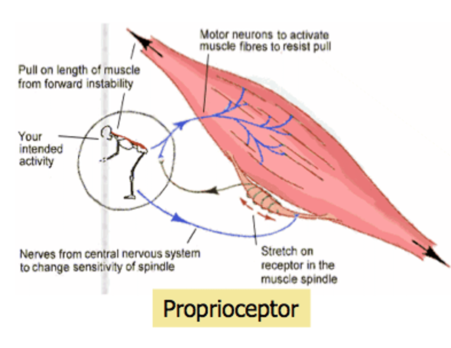 <p>through central and peripheral baroreceptors</p>