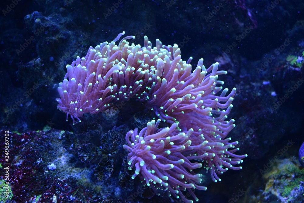 <p>Klasa Antrozoa (Koralet) - ndërtimi / ndarja</p>