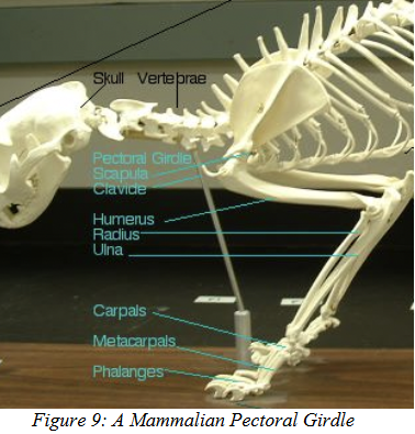 <p>Derived from <strong>therapsid reptiles </strong>(mammal-like reptiles)<br>- Monotremes still have the same pectoral girdle as did the therapsids.<br>- the pectoral girdle has been reduced to a scapula (with an acromion and coracoid process) and (typically) a clavicle.</p><p></p>