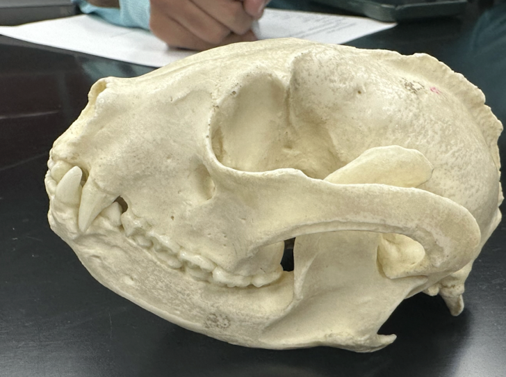 <p>Ailuridae</p>