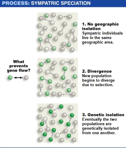 <ul><li><p>populations or species that live in same geographic area or close enough to interbreed</p></li></ul><p></p>