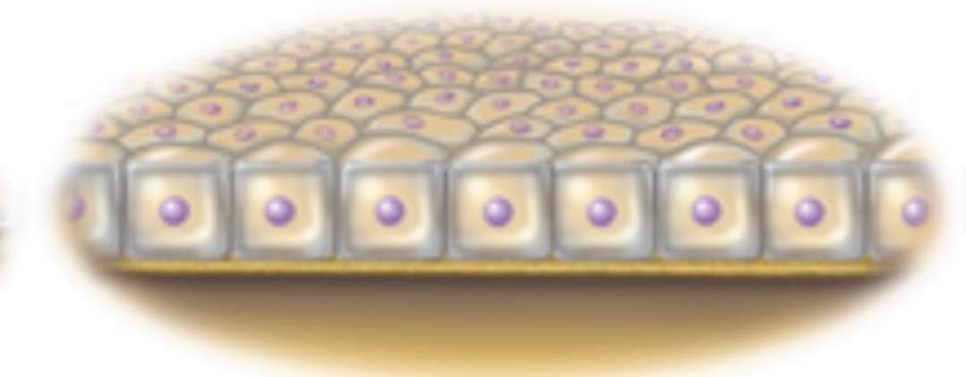 <p><strong>Squarish</strong> cells and approx. as tall as they are wide (<strong>liver</strong> cells)</p>