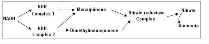 <p>The following electron transport chain…</p><p>A. is an example of a fermentation pathway</p><p>B. cannot make a PMF</p><p>C. is an example of substrate-level phosphorylation</p><p>D. is a type of respiration</p><p>E. probably came from a mitochondrion</p>