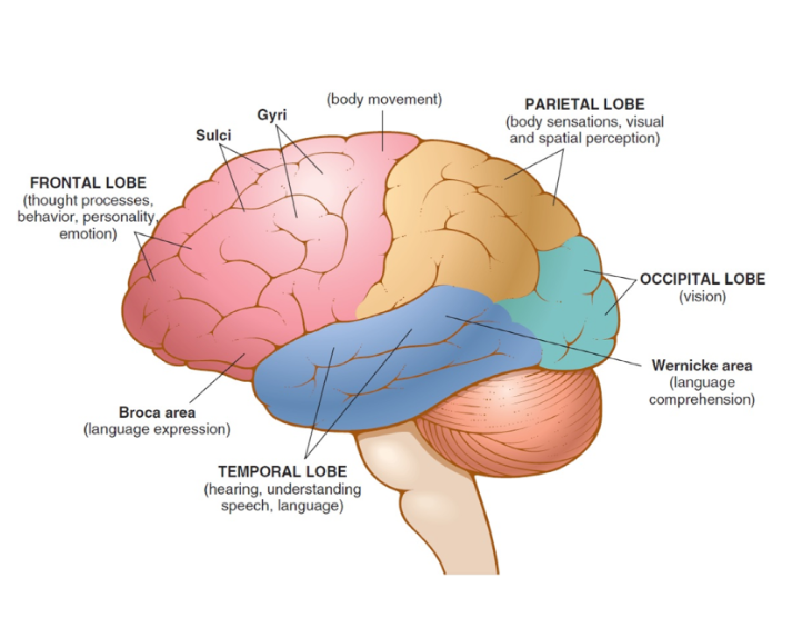 <p>middle-top portion of the cerebrum involved in perception of touch, temperature, and pain </p>