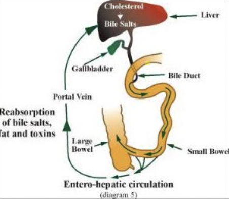 <ul><li><p>Bile salts secreted → intestines → reabsorbed → portal vein → liver</p></li><li><p>High bile salt concentration → inhibits <strong>7α-hydroxylase</strong> → stops further bile acid synthesis (<strong>negative feedback</strong>)</p></li></ul><p></p>