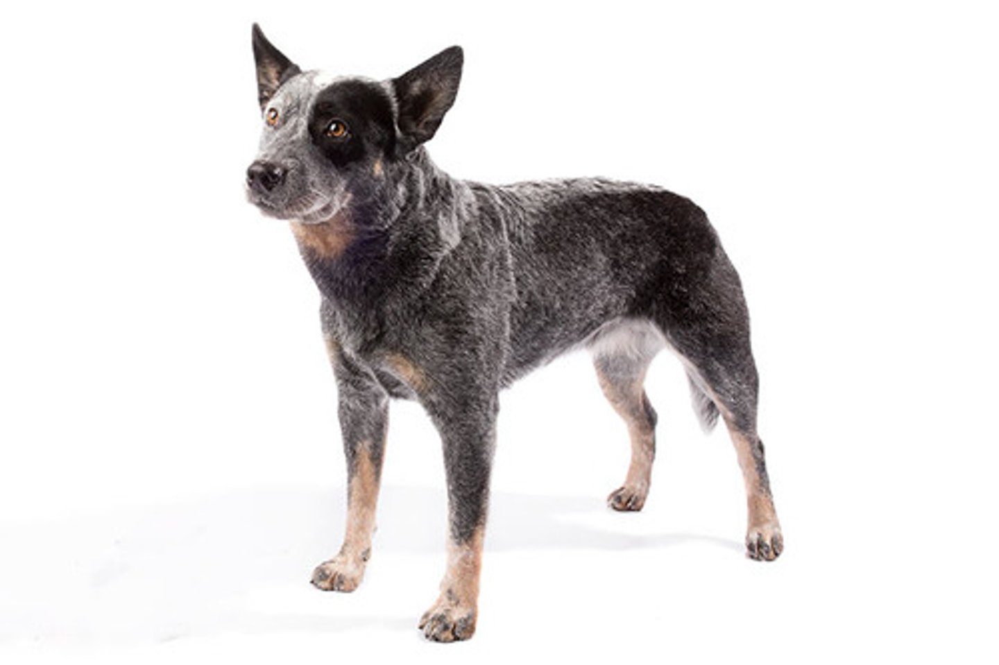 <p>Alert, Curious, Pleasant</p><p>AKC Breed Popularity: Ranks 54 of 194</p><p>Height: 18-20 inches (male), 17-19 inches (female)</p><p>Weight: 35-50 pounds</p><p>Life Expectancy: 12-16 years</p><p>Group: Herding Group</p>