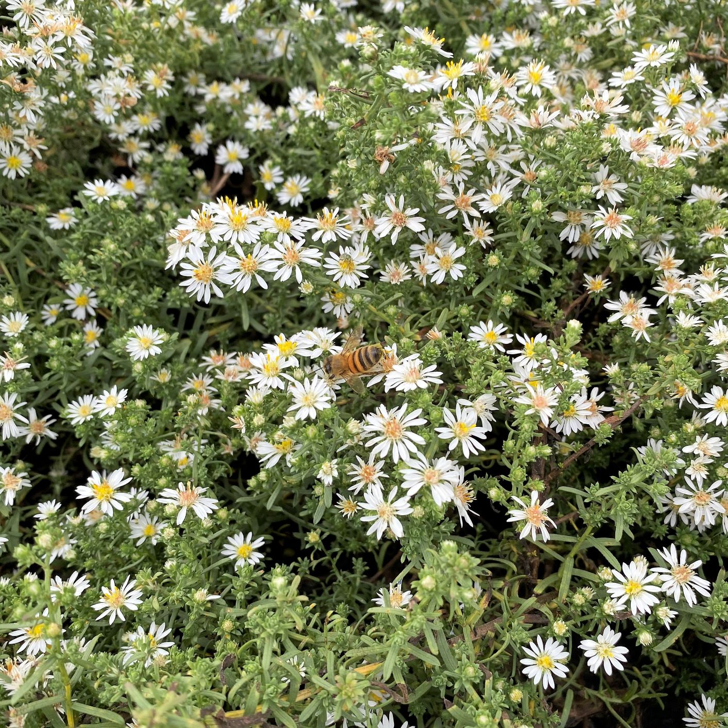 White Heath Aster