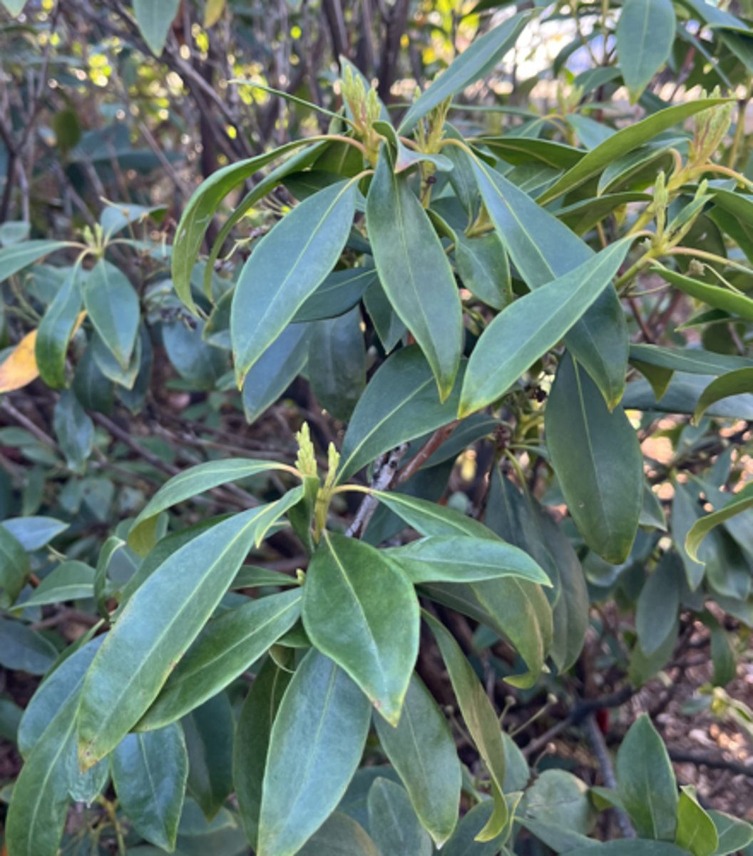 <p>entire margin, coriaceous, elliptic lanceolate, sprout tufts at buds</p>