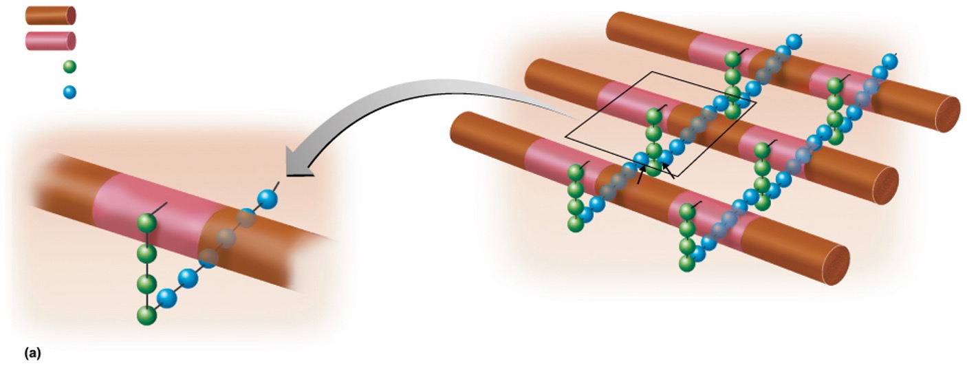 <p>Peptidoglycan</p>