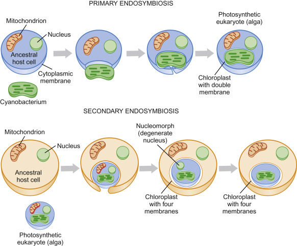 theory of endosymbiosis