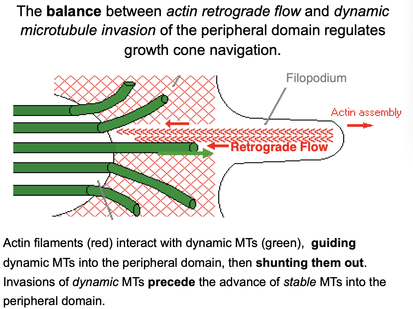 <ol><li><p><strong>Balance</strong> of actin assembly at the <strong>leading edge (pushing)</strong></p></li><li><p><strong>Rate</strong> of retrograde translocation of actin filaments towards the transition zone (pulling)</p></li><li><p>If anything is stopping it→ <strong>substrate</strong></p></li></ol><p>Therefore: growth cone advance cold be achieved by</p><ol><li><p>an <strong>increase</strong> in rate of actin assembly at the <strong>leading edge</strong></p></li></ol><p>or</p><ol start="2"><li><p>descreasing the rate by which <strong>myosin motors</strong> drive F-actin <strong>retrograde</strong> <strong>translocation</strong> (flow)</p></li></ol><p></p>