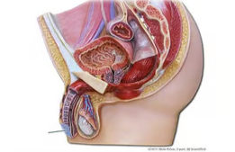 <p><span>The highlighted structure is a distal expansion of what erectile tissue?</span></p>