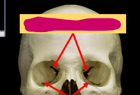 <p>What feature of the skull is this?</p>