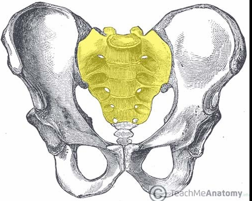 <p>Sacrum; sacral vertebrae S1-S5</p>