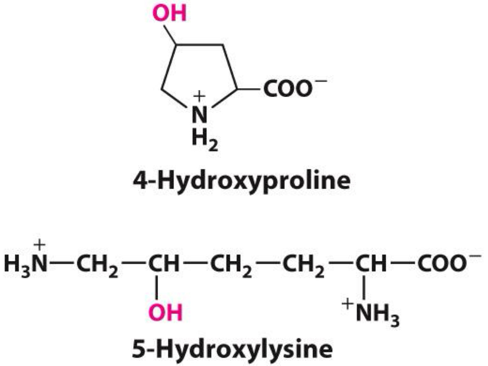 <p><span>4-hydroxyproline and hydroxylysine</span><br><span data-name="black_medium_square" data-type="emoji">◼</span><span> Formed by hydroxylation of proline and lysine</span><br><span data-name="black_medium_square" data-type="emoji">◼</span><span> Occurs after translation</span><br><span data-name="black_medium_square" data-type="emoji">◼</span><span> Part of collagen</span></p><p><span>phosphoserine and other phosphorylated amino acids</span><br><span data-name="black_medium_square" data-type="emoji">◼</span><span> Formed by phosphorylation</span><br><span data-name="black_medium_square" data-type="emoji">◼</span><span> Modification is reversible</span><br><span data-name="black_medium_square" data-type="emoji">◼</span><span> Done to regulate activity of proteins</span></p><p><span>ornithine and citrulline</span><br><span data-name="black_medium_square" data-type="emoji">◼</span><span> Formed during urea cycle (conversion of ammonia to urea)</span><br><span data-name="black_medium_square" data-type="emoji">◼</span><span> Not part of proteins</span></p>
