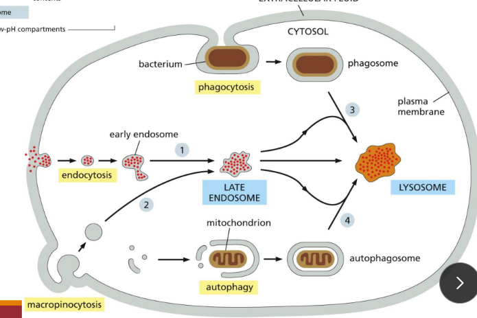 <p>Before lysosomes form, endocytosis forms early endosomes and then late endosomes and eventually lysosomes</p><ul><li><p> On the way to lysosomes, endocytosed material must first pass through a series of organelles</p><p>called endosomes</p></li></ul><p></p>