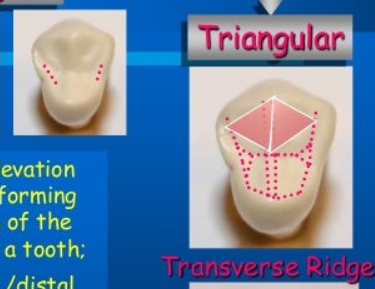 <p>Slope you’ll find on posterior teeth (like molars), on the tongue side. For canines, this is known as the lingual ridge</p>