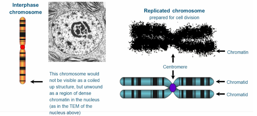 <ul><li><p>Interphase: Single- armed structures + unwound</p></li><li><p>Dividing: Double-armed structure, forming two chromatids</p></li></ul>