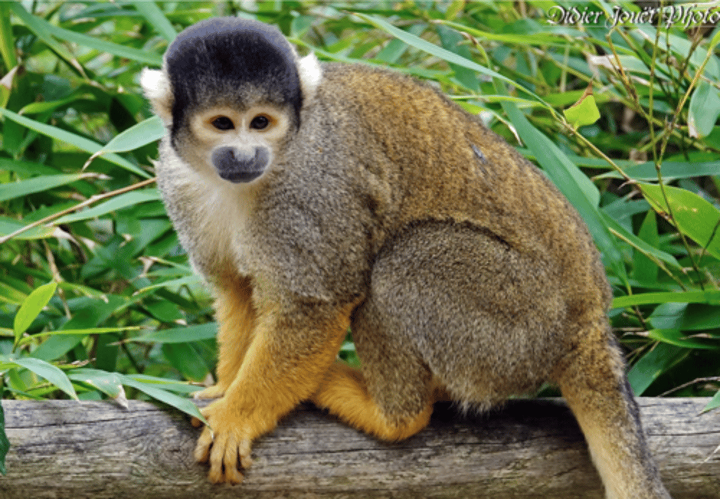 <p>Black-headed Squirrel Monkey</p>