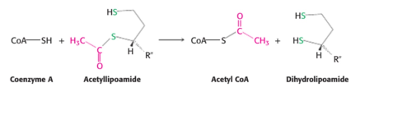 <p>Acetyl wordt aan de S van Coenzym-A gebonden, waardoor acetyl-CoA ontstaat.</p><p>het acetyllipoamide verandert hierdoor in dihydrolipoamide.</p>