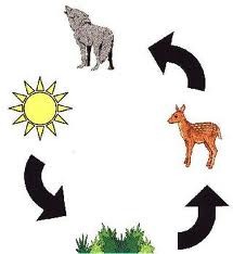 The sequence of consumption from producers through tertiary consumers