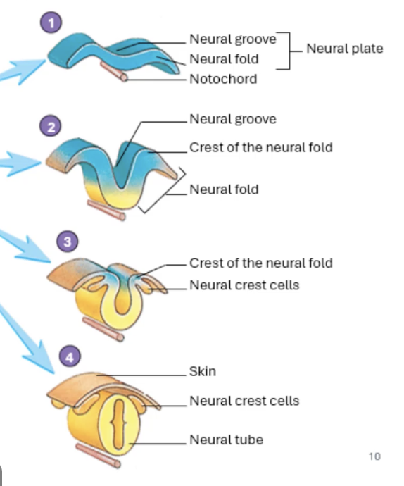 <ol><li><p>neural plate</p><ul><li><p>the lateral sides begin to rise (to form nural folds)</p></li><li><p>starts to form neural groove</p></li></ul></li><li><p>neural folds become higher and groove becomes larger, crest of neural folds begin (theyre trying to form the tube)</p></li><li><p>crest of the neural fold become closer together and some break off forming something called neural crest cells</p></li><li><p>neural tube is formed - forming spinal cord and brain!! we get a layer of skin aswell and those neural crest cells break off and can form into parts of the nervous system </p></li></ol><p></p>