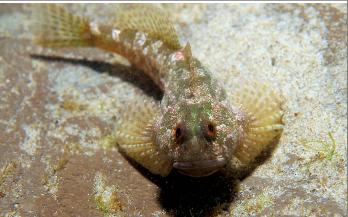 <p>Tidepool Sculpin<strong> Order</strong></p>