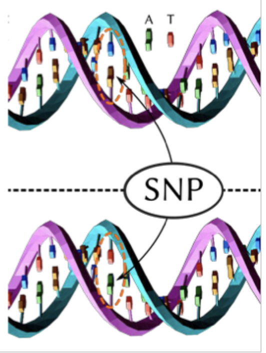<ul><li><p>noticed people who score high on intelligence tests as children tend to score similarly as adults or older adults</p></li><li><p>measure intelligence at 11 then again at 65, 70, 79 (2000) unrelated individuals</p></li><li><p>combined this is DNA analysis</p></li><li><p>examined more than 500,000 genetic markers (SNPs) to see how genetically similar these individuals were despite not being related</p></li></ul><p></p>