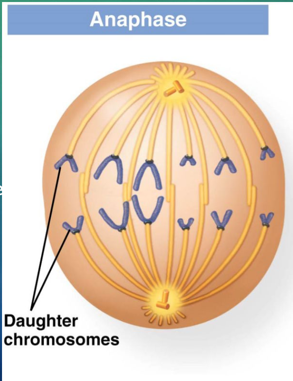 <ol start="7"><li><p>spindle microtubules pull apart the duplicated chromosomes</p></li><li><p>chromosomes move to opposite poles of the cell</p></li><li><p>the sister chromatids are now properly called daughter chromosomes</p></li></ol><p></p>