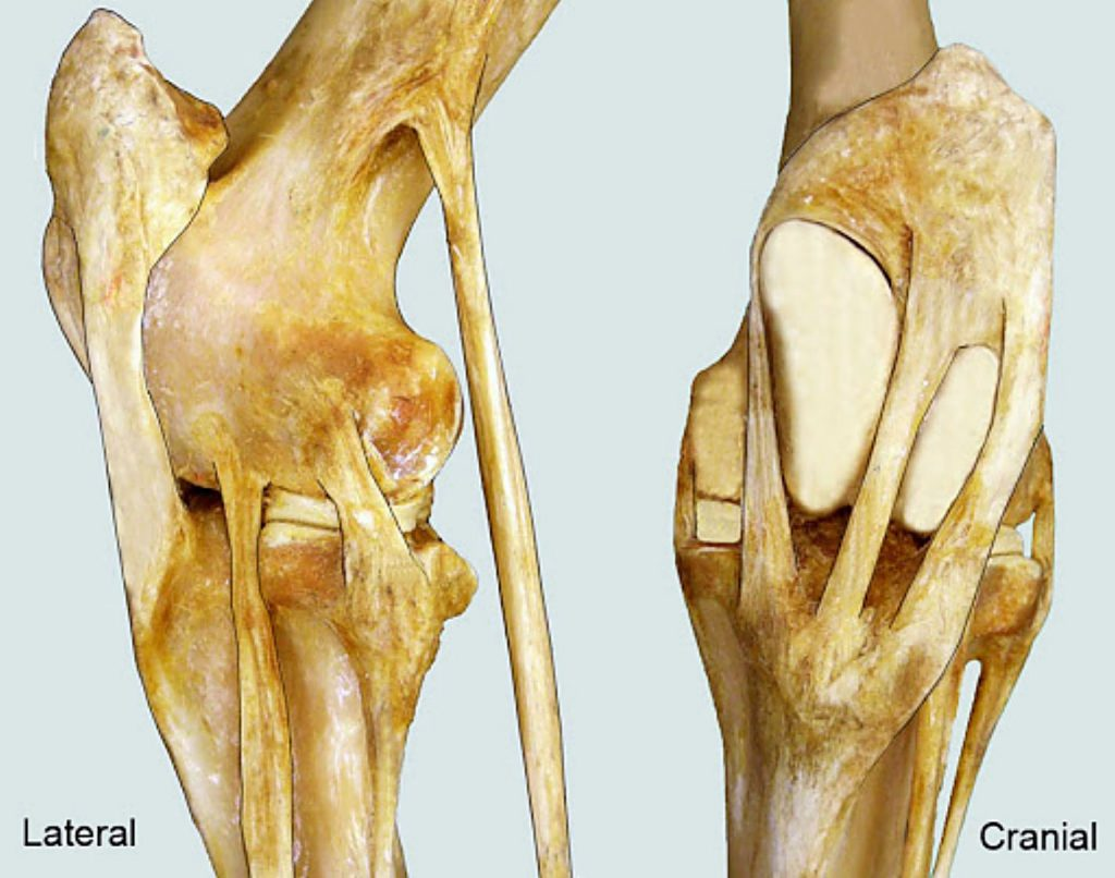 <p>Joins femur + tibia</p>