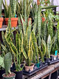 <p><em>Sansevieria trifasciata</em> - Herbaceous perennial, Cold Hardiness (zone 10-12), 2-4ft tall, rarely flowers, greenish white, part shade, mesophyte, low maintenance, indoor pot plant, leaf=evergreen, mother in law’s tongue, native to tropical western Africa</p>
