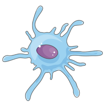 <ul><li><p>phagocytes that are often in contact with the external environment (specifically Langerhans DC)</p></li><li><p>engulf foreign antigens that have evaded the initial barriers of the innate immune system</p></li><li><p>present antigens on their cell surface through peptide MHC complexes, which can be recognized by helper T cells</p></li><li><p>major link between the innate and adaptive immune systems</p></li></ul><p></p>