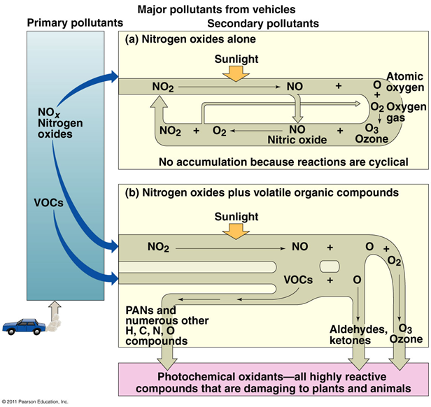 <p><span><span>•Nitrogen dioxide absorbs light energy and splits</span></span></p><p><span><span>•Forms nitric oxide and atomic oxygen</span></span></p><p><span><span>•The oxygen combines with oxygen gas, forming ozone</span></span></p><p style="text-align: left;"></p><p><span><span>•Ozone and nitric oxide usually react to form NO</span><sub><span>2</span></sub><span> and O</span><sub><span>2</span></sub></span></p><p><span><span>•No accumulation of ozone</span></span></p><p style="text-align: left;"></p><p><span><span>•When VOCs are present, nitric oxide reacts with them</span></span></p><p><span><span>•Creates highly reactive, damaging peroxyacetyl nitrates (PANs)</span></span></p><p><span><span>•Oxidized PANs produce aldehydes and ketones</span></span></p><p><span><span>•Ozone accumulates</span></span></p>