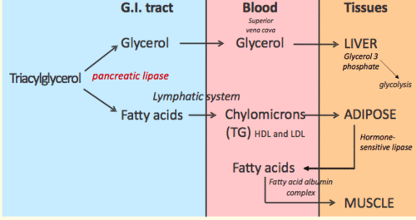 <p>Pancreatic lipase enzyme</p>