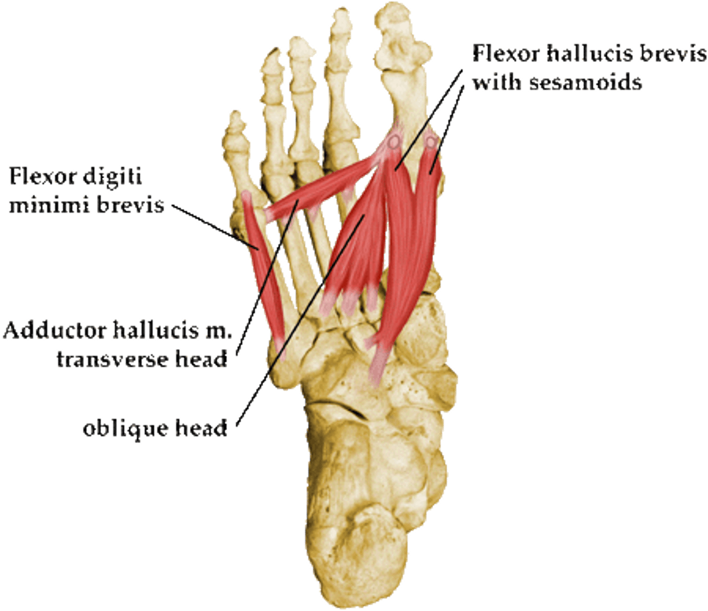 <p>-lower extremity (foot)</p>