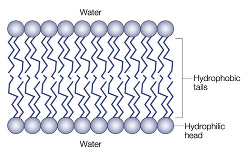 <p>Plasma membrane layers are composed of phospholipid molecules arranged with polar heads facing the outside and nonpolar tails facing the inside.</p>