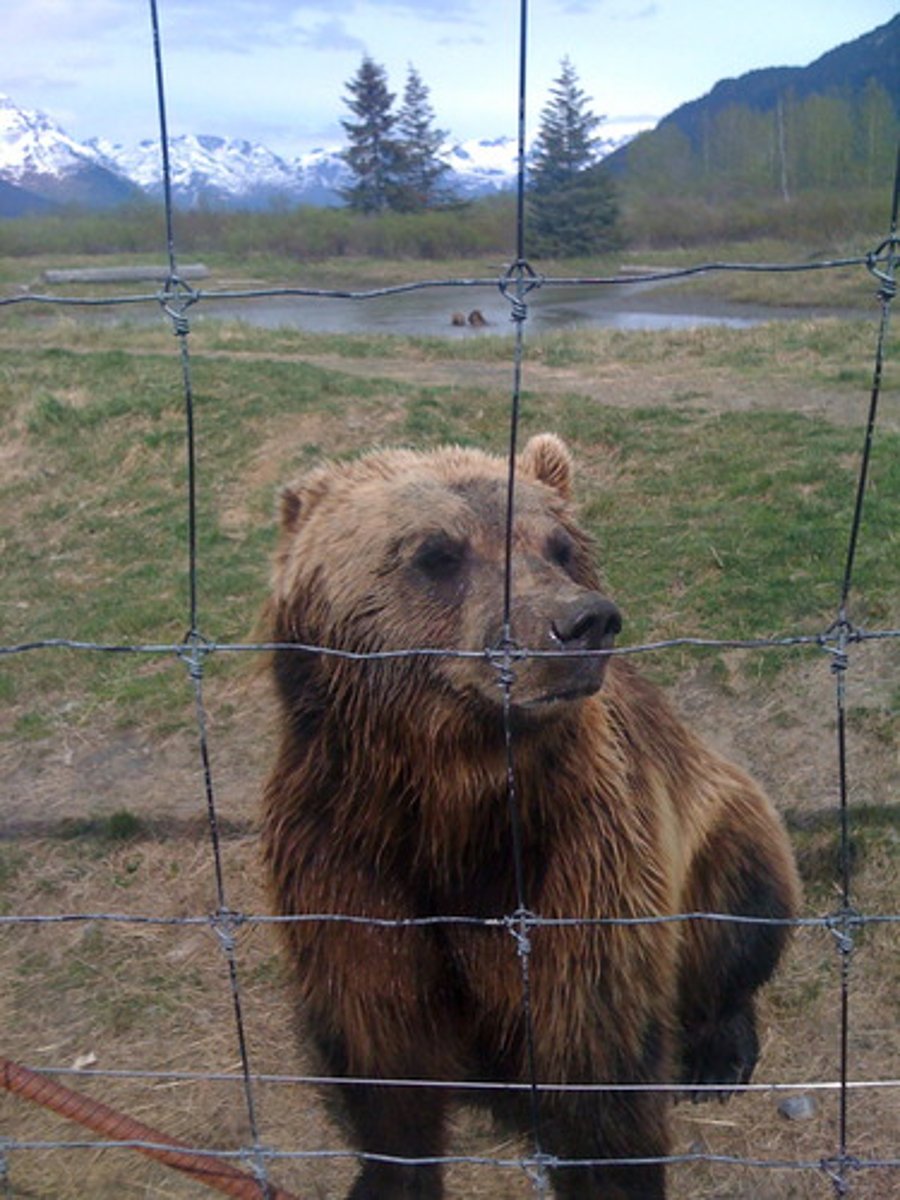 <p>bear</p>