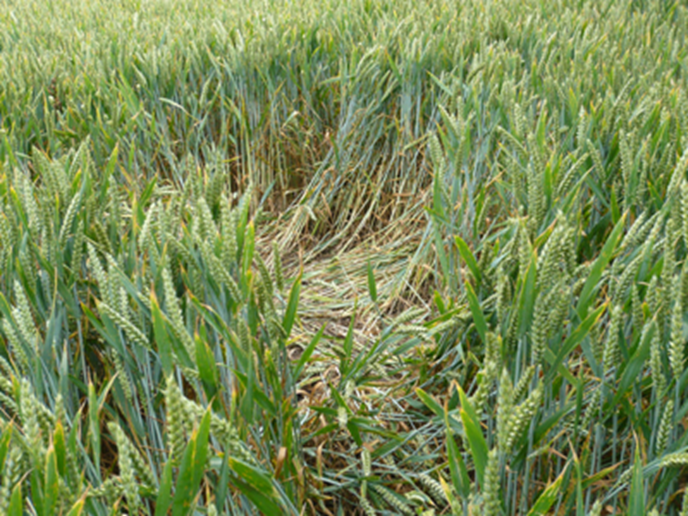 <p><span>The specific resting place or nesting site used by a mammal.</span></p>