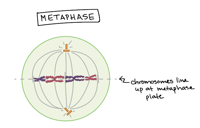 <ul><li><p>Chromosomes line up at the metaphase plate</p></li><li><p>Each sister chromatid is attached to a spindle fiber from opposite poles</p></li></ul>