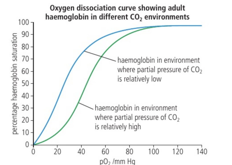<p>Haemoglobin is more likely to release oxygen in an environment where the partial pressure of carbon dioxide is high</p>