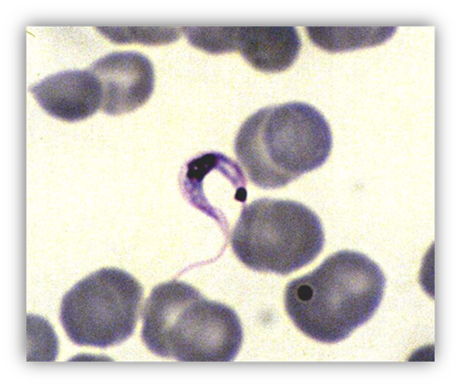 <p>Host: humans and occasionally canines Location: peripheral blood Transmission: ingestion of intermediate host, reduviid bug or feces of reduviid bug left on mucus membranes of final host Diagnosis: direct blood smear Key fact: this is a hemoprotozoan it is extracellular and swims within the blood. the resting cyst stage may be found in cardiac muscle and other tissues like the esophagus</p>