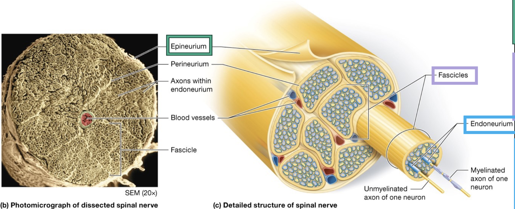 <p>what makes up the epineurium, fascicles, and endoneurium of the peripheral nerves and what is their function </p>