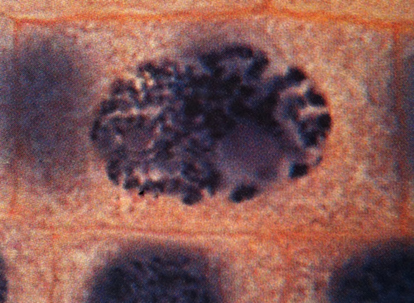 <p>nuclei is rounded or oval and dna starts to condense into loose chromosomes. microtubles start come near nucleus. nuclear membrane still intact</p>